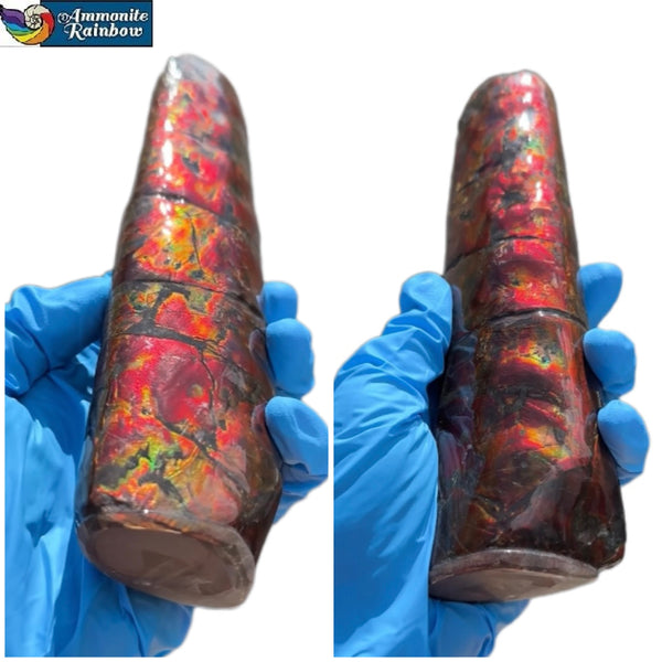 Canadian Ammolite Bacculite Fossil Piece Baculites AF-98  バキュライト アンモライト Baculite Free Shipping!!