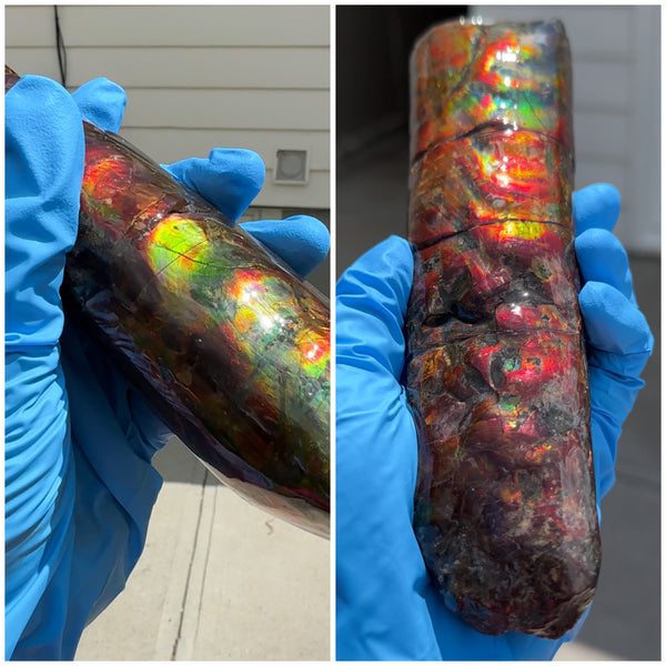 Canadian Ammolite Bacculite Fossil Piece Baculites AF-98  バキュライト アンモライト Baculite Free Shipping!!