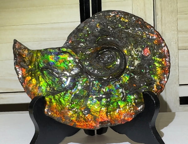 Ammolite ,Placenticeras, Double-Sided Rainbow, Specimen, Fossil,Ammonite, Collector Stone,Home decor,Free standing**FREE SHIPPING***　AF-108