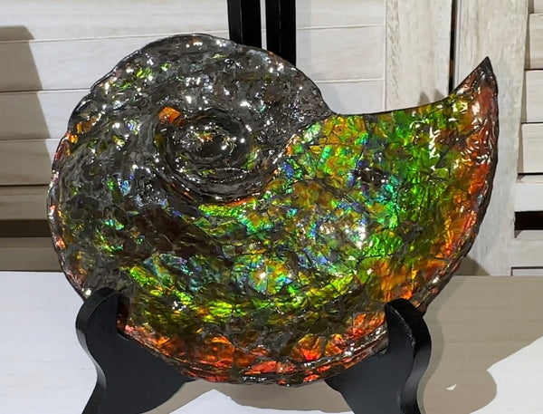 Ammolite ,Placenticeras, Double-Sided Rainbow, Specimen, Fossil,Ammonite, Collector Stone,Home decor,Free standing**FREE SHIPPING***　AF-108