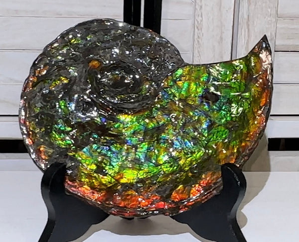 Ammolite ,Placenticeras, Double-Sided Rainbow, Specimen, Fossil,Ammonite, Collector Stone,Home decor,Free standing**FREE SHIPPING***　AF-108