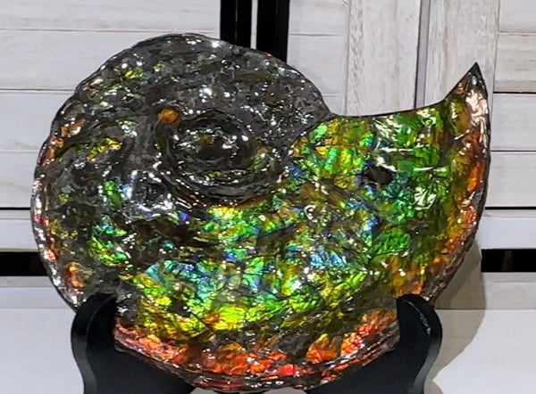 Ammolite ,Placenticeras, Double-Sided Rainbow, Specimen, Fossil,Ammonite, Collector Stone,Home decor,Free standing**FREE SHIPPING***　AF-108