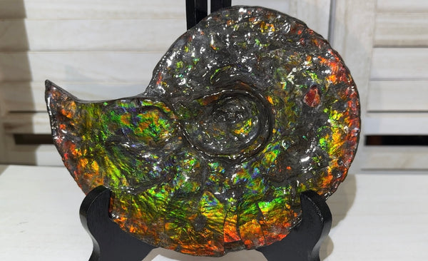 Ammolite ,Placenticeras, Double-Sided Rainbow, Specimen, Fossil,Ammonite, Collector Stone,Home decor,Free standing**FREE SHIPPING***　AF-108