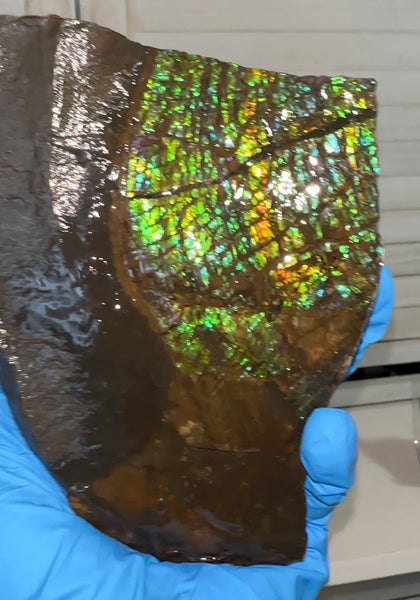 Double-SIded  Ammolite Rough Display Stone,Handheld Specimen , Rough,Fossil,Fengshui,Metaphysical,Home Decor,Free standing CS-246