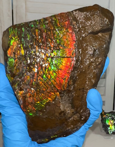 Double-SIded  Ammolite Rough Display Stone,Handheld Specimen , Rough,Fossil,Fengshui,Metaphysical,Home Decor,Free standing CS-246