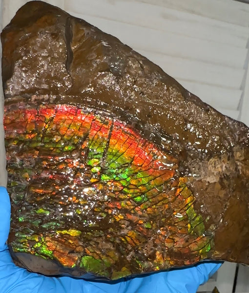 Double-SIded  Ammolite Rough Display Stone,Handheld Specimen , Rough,Fossil,Fengshui,Metaphysical,Home Decor,Free standing CS-246