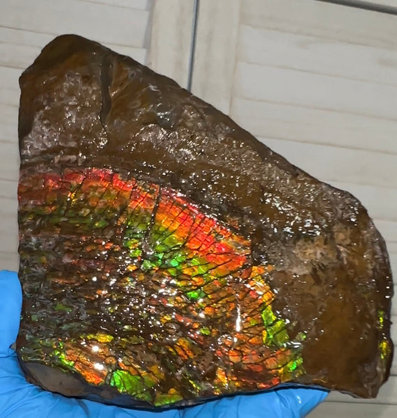 Double-SIded  Ammolite Rough Display Stone,Handheld Specimen , Rough,Fossil,Fengshui,Metaphysical,Home Decor,Free standing CS-246