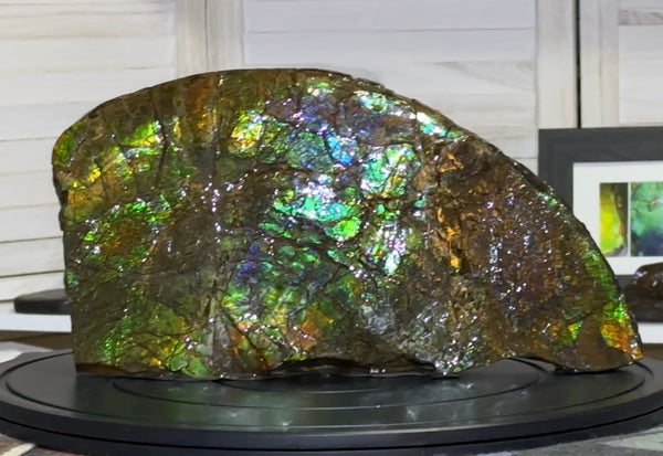 14.4" Huge Double-sided Ammolite Rough Display Stone Muticolour! Handheld Specimen 333mm, Rough,Fossil,Fengshui,Metaphysical,Home Decor **FREE SHIPPING***　AF-105