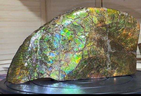14.4" Huge Double-sided Ammolite Rough Display Stone Muticolour! Handheld Specimen 333mm, Rough,Fossil,Fengshui,Metaphysical,Home Decor **FREE SHIPPING***　AF-105