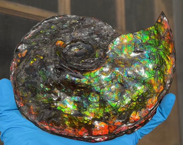 Ammolite ,Placenticeras, Double-Sided Rainbow, Specimen, Fossil,Ammonite, Collector Stone,Home decor,Free standing**FREE SHIPPING***　AF-108