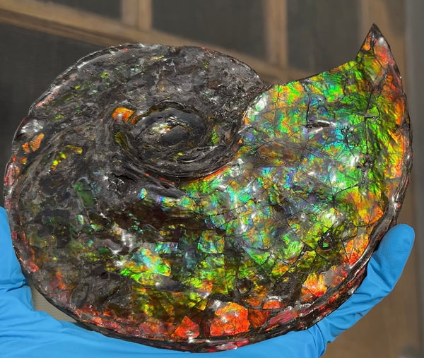 Ammolite ,Placenticeras, Double-Sided Rainbow, Specimen, Fossil,Ammonite, Collector Stone,Home decor,Free standing**FREE SHIPPING***　AF-108