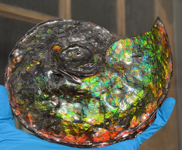 Ammolite ,Placenticeras, Double-Sided Rainbow, Specimen, Fossil,Ammonite, Collector Stone,Home decor,Free standing**FREE SHIPPING***　AF-108