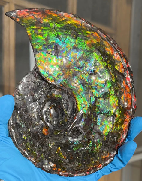 Ammolite ,Placenticeras, Double-Sided Rainbow, Specimen, Fossil,Ammonite, Collector Stone,Home decor,Free standing**FREE SHIPPING***　AF-108