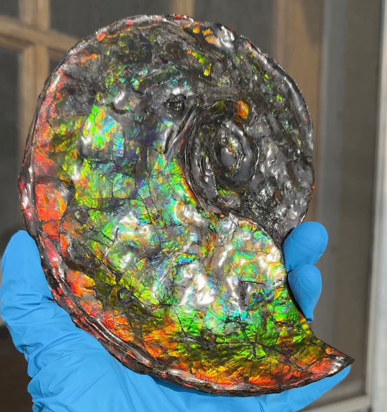 Ammolite ,Placenticeras, Double-Sided Rainbow, Specimen, Fossil,Ammonite, Collector Stone,Home decor,Free standing**FREE SHIPPING***　AF-108
