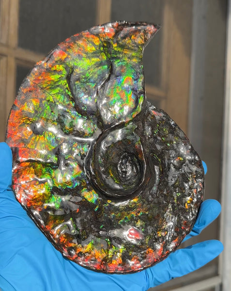 Ammolite ,Placenticeras, Double-Sided Rainbow, Specimen, Fossil,Ammonite, Collector Stone,Home decor,Free standing**FREE SHIPPING***　AF-108