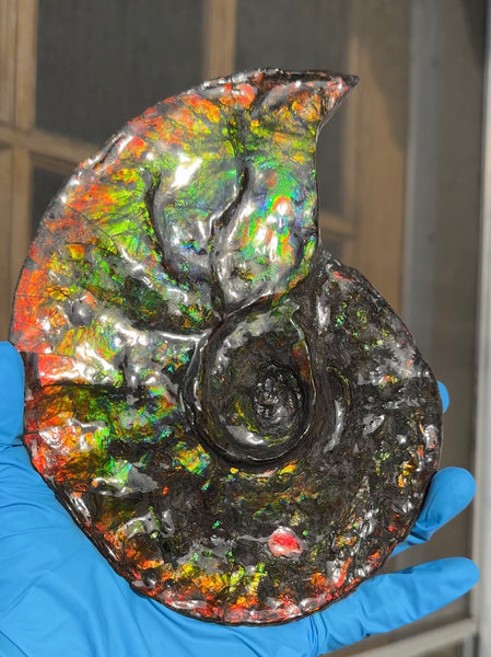 Ammolite ,Placenticeras, Double-Sided Rainbow, Specimen, Fossil,Ammonite, Collector Stone,Home decor,Free standing**FREE SHIPPING***　AF-108