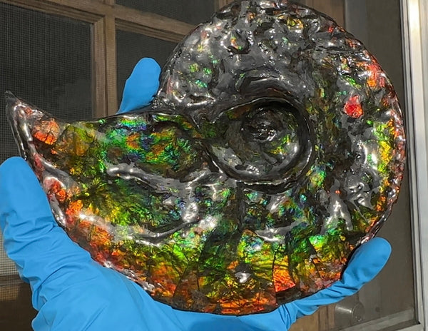 Ammolite ,Placenticeras, Double-Sided Rainbow, Specimen, Fossil,Ammonite, Collector Stone,Home decor,Free standing**FREE SHIPPING***　AF-108