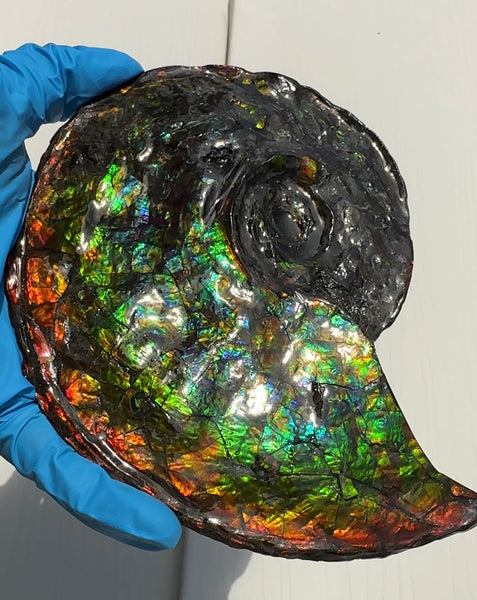 Ammolite ,Placenticeras, Double-Sided Rainbow, Specimen, Fossil,Ammonite, Collector Stone,Home decor,Free standing**FREE SHIPPING***　AF-108