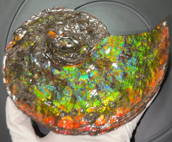 Ammolite ,Placenticeras, Double-Sided Rainbow, Specimen, Fossil,Ammonite, Collector Stone,Home decor,Free standing**FREE SHIPPING***　AF-108