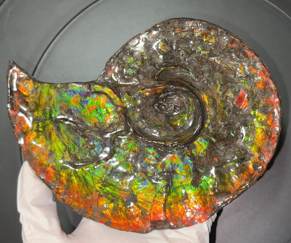 Ammolite ,Placenticeras, Double-Sided Rainbow, Specimen, Fossil,Ammonite, Collector Stone,Home decor,Free standing**FREE SHIPPING***　AF-108