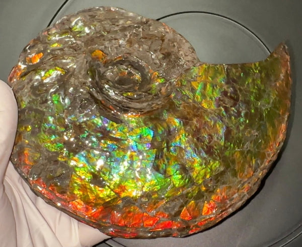 Ammolite ,Placenticeras, Double-Sided Rainbow, Specimen, Fossil,Ammonite, Collector Stone,Home decor,Free standing**FREE SHIPPING***　AF-108