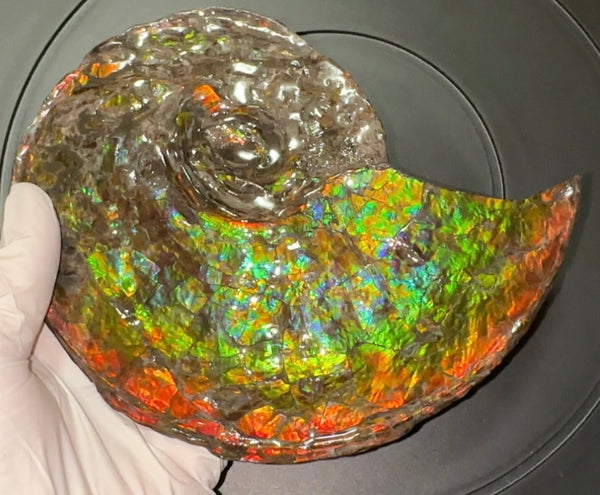 Ammolite ,Placenticeras, Double-Sided Rainbow, Specimen, Fossil,Ammonite, Collector Stone,Home decor,Free standing**FREE SHIPPING***　AF-108