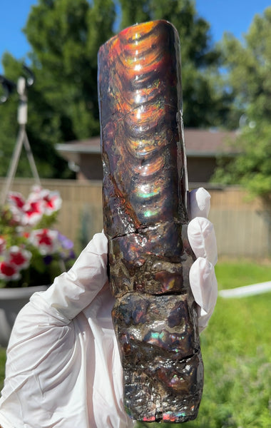 Canadian Ammolite Bacculite Fossil Piece Baculites AF-99  バキュライト アンモライト Baculite Free Shipping!!