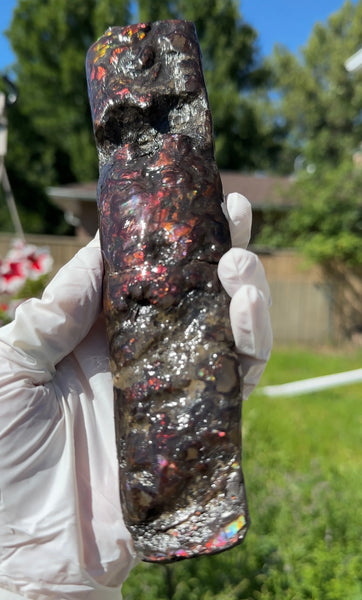 Canadian Ammolite Bacculite Fossil Piece Baculites AF-99  バキュライト アンモライト Baculite Free Shipping!!