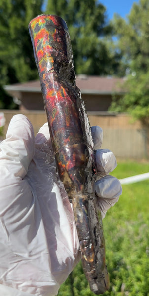 Canadian Ammolite Bacculite Fossil Piece Baculites AF-99  バキュライト アンモライト Baculite Free Shipping!!