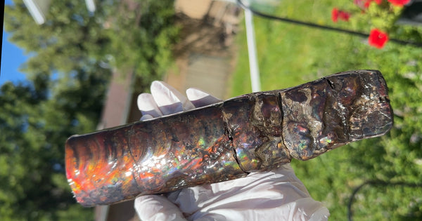 Canadian Ammolite Bacculite Fossil Piece Baculites AF-99  バキュライト アンモライト Baculite Free Shipping!!