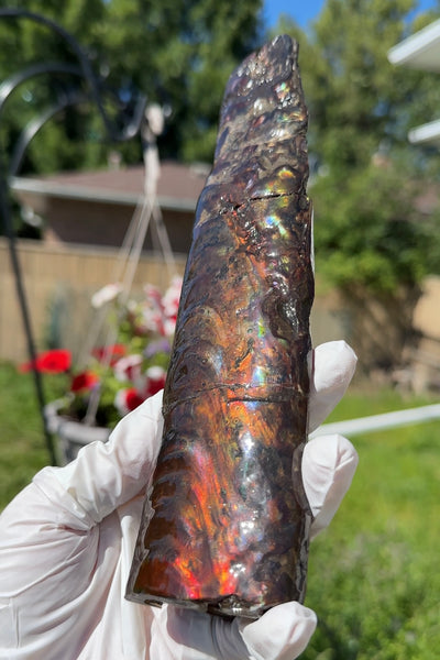 Canadian Ammolite Bacculite Fossil Piece Baculites AF-99  バキュライト アンモライト Baculite Free Shipping!!