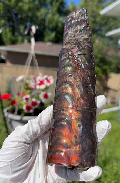 Canadian Ammolite Bacculite Fossil Piece Baculites AF-99  バキュライト アンモライト Baculite Free Shipping!!