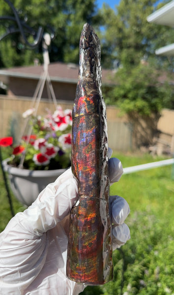 Canadian Ammolite Bacculite Fossil Piece Baculites AF-99  バキュライト アンモライト Baculite Free Shipping!!