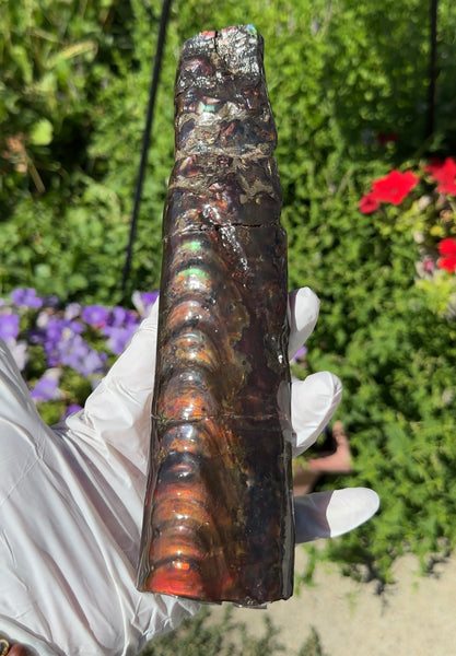 Canadian Ammolite Bacculite Fossil Piece Baculites AF-99  バキュライト アンモライト Baculite Free Shipping!!