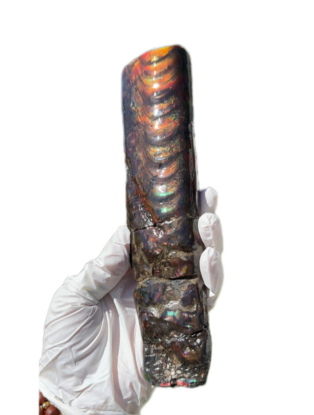 Canadian Ammolite Bacculite Fossil Piece Baculites AF-99  バキュライト アンモライト Baculite Free Shipping!!