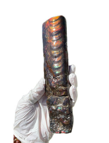 Canadian Ammolite Bacculite Fossil Piece Baculites AF-99  バキュライト アンモライト Baculite Free Shipping!!