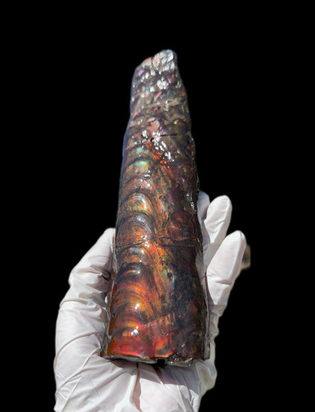 Canadian Ammolite Bacculite Fossil Piece Baculites AF-99  バキュライト アンモライト Baculite Free Shipping!!