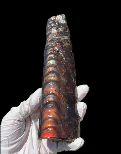 Canadian Ammolite Bacculite Fossil Piece Baculites AF-99  バキュライト アンモライト Baculite Free Shipping!!