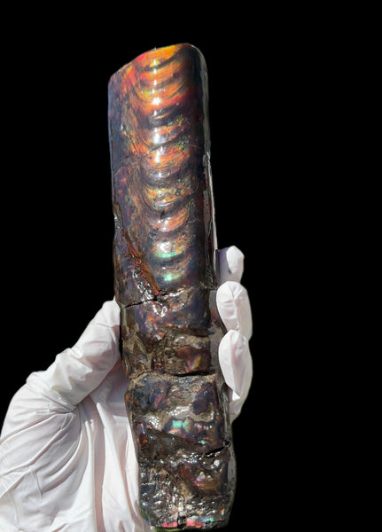 Canadian Ammolite Bacculite Fossil Piece Baculites AF-99  バキュライト アンモライト Baculite Free Shipping!!