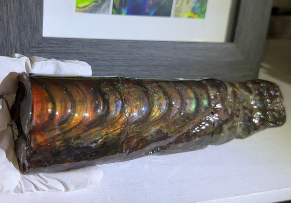 Canadian Ammolite Bacculite Fossil Piece Baculites AF-99  バキュライト アンモライト Baculite Free Shipping!!