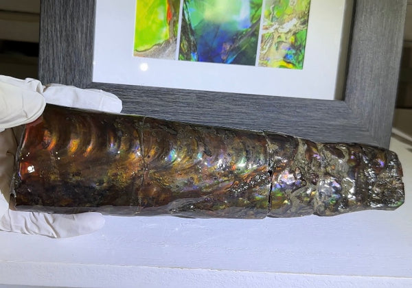 Canadian Ammolite Bacculite Fossil Piece Baculites AF-99  バキュライト アンモライト Baculite Free Shipping!!