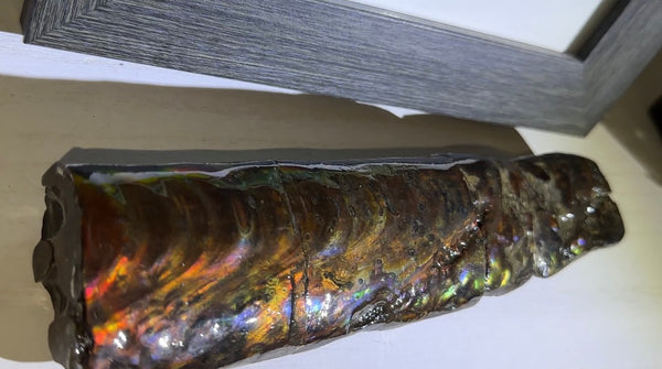 Canadian Ammolite Bacculite Fossil Piece Baculites AF-99  バキュライト アンモライト Baculite Free Shipping!!