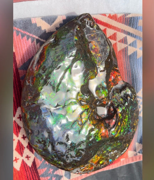 Make an offer! 12.87" Ammolite Placenticeras Intercalare ***Free Shipping***  AF-141 Ammolite  Ammonite Fossil