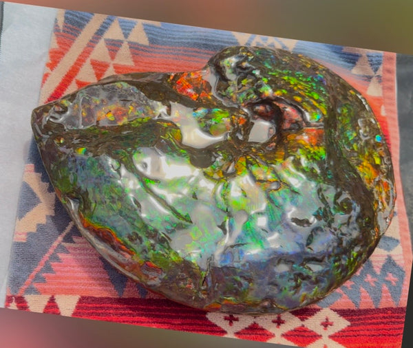 Make an offer! 12.87" Ammolite Placenticeras Intercalare ***Free Shipping***  AF-141 Ammolite  Ammonite Fossil