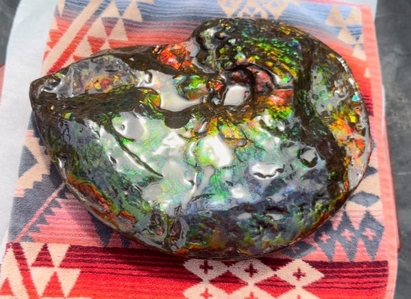 Make an offer! 12.87" Ammolite Placenticeras Intercalare ***Free Shipping***  AF-141 Ammolite  Ammonite Fossil