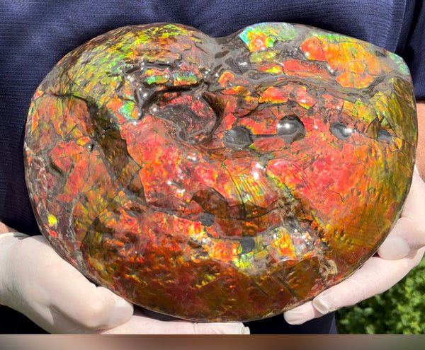 Make an offer! 12.87" Ammolite Placenticeras Intercalare ***Free Shipping***  AF-141 Ammolite  Ammonite Fossil