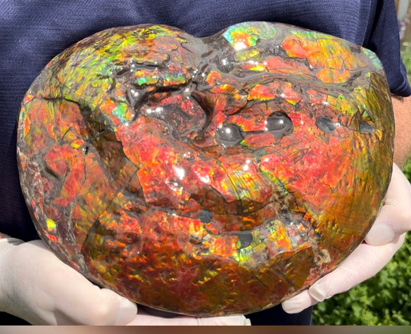 Make an offer! 12.87" Ammolite Placenticeras Intercalare ***Free Shipping***  AF-141 Ammolite  Ammonite Fossil
