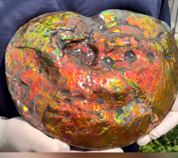 Make an offer! 12.87" Ammolite Placenticeras Intercalare ***Free Shipping***  AF-141 Ammolite  Ammonite Fossil