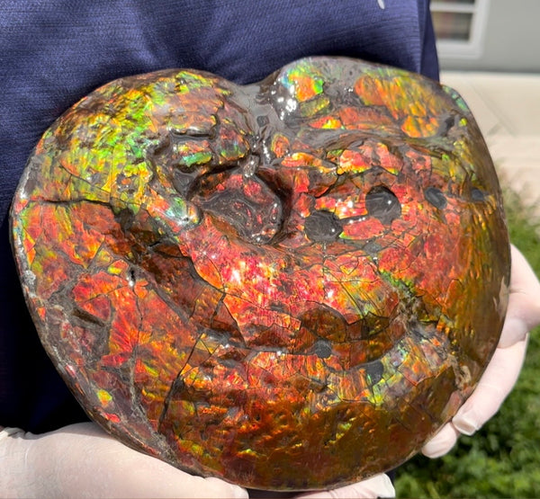 Make an offer! 12.87" Ammolite Placenticeras Intercalare ***Free Shipping***  AF-141 Ammolite  Ammonite Fossil