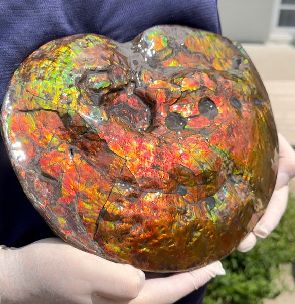 Make an offer! 12.87" Ammolite Placenticeras Intercalare ***Free Shipping***  AF-141 Ammolite  Ammonite Fossil